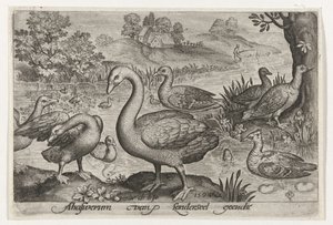 Svane og gæs og ænder ved vandet Fugle og insekter (serietitel) af Nicolaes de Bruyn