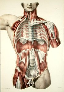Afflettet torso, tallerken fra 