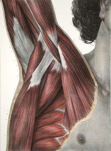 The Shoulder and Axilla, fra 