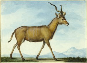 En Kudu af Nicolas Hüet the Younger