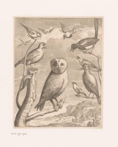 Ugle og andre fugle Alouco Hibou (titel på objekt) Fugle fra Versailles Zoo (serietitel) af Nicolas Robert (possibly)