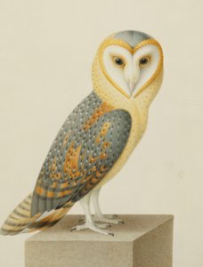 En Kirkeugle af Nicolas Robert