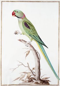 Alexandrine Parakit af Nicolas Robert