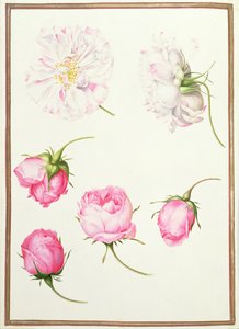 PD.109-1973.f1 Seks hoveder af gammeldags roser (wc på vellum) af Nicolas Robert