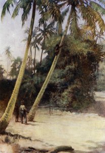 Solomon Island Boy klatrer efter grønne kakaonødder nær Gavutu, New Florida (farve litho) af Norman Hardy