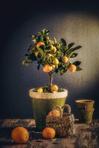 Rustikt citrus-stilleben af Nour Al-Dien Mahmoud