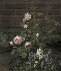 Et mosrosentræ omgivet af sommerblomster