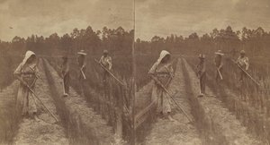 Hoeing Rice, 1876-1888. af O. Pierre Havens