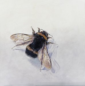 Bombus terrestris 11 (akryl på gessobehandlet træ) af Odile Kidd