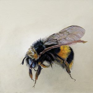 Bombus terrestris 1 (b), 2008 (akryl på træ) af Odile Kidd
