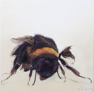 Bombus terrestris 9, 2013 (akryl på træ) af Odile Kidd