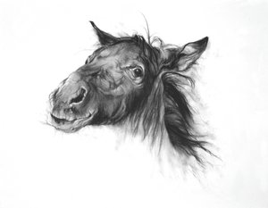 Colt, 2002 (kul på Fabriano-papir) af Odile Kidd