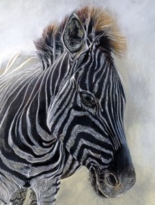 Equus burchelli 1 (detalje), 2009 (kul, conte og kridtpastel på Bockingford-papir) af Odile Kidd