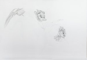 Estella rijnveld 1, 2013 (blyant på patronpapir)