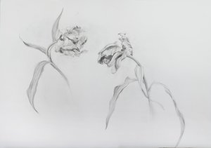 Estella rijnveld 3, 2017 (blyant på patronpapir) af Odile Kidd
