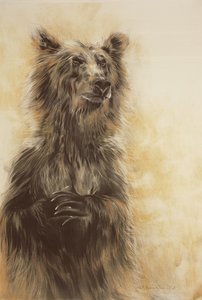Grizzly Bear 1, 2002 (kulblyant, trækul og kridt) af Odile Kidd