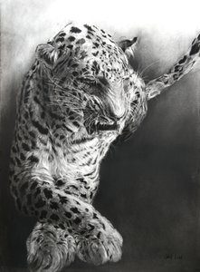 Panthera pardus 1, 2009 (kul  conte på Fabriano-papir) af Odile Kidd