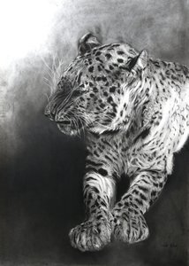 Panthera pardus 2, 2009 (kul  conte på Fabriano-papir) af Odile Kidd