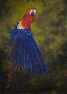 Scarlet macaw 2, 2009 (akryl på linned)