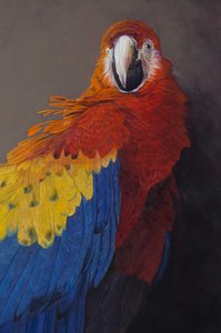 Scarlet macaw 3 (detalje), 2014 (akryl på linned) af Odile Kidd