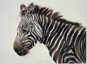 Zebra, 2002 (trækul og kridt) af Odile Kidd