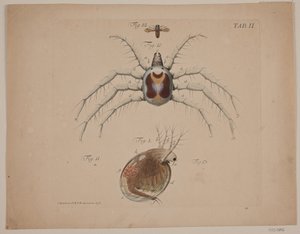 Insekter. Tavle II af zoologisk værk af Odvardt Helmoldt de Lode