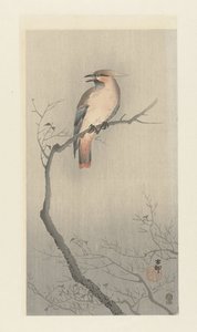 Bohemisk voksvinge på en gren af Ohara Koson