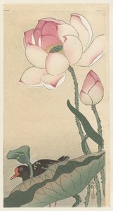 Gallinule med lotusblomster af Ohara Koson