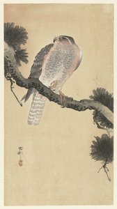 Høg på fyrregren af Ohara Koson