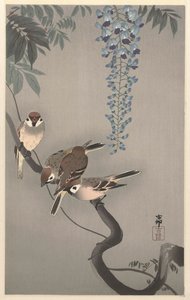 Ringspurve ved blåregn af Ohara Koson