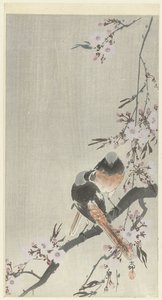 To siegel rødstarter med kirsebærblomst af Ohara Koson