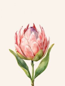 Pink Protea-blomst af Ohkimiko