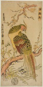 Guldfasan (Kinkeicho) af Okumura Masanobu
