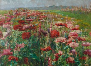 Blomstrende valmue