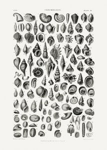 Sealife III af Oliver Goldsmith