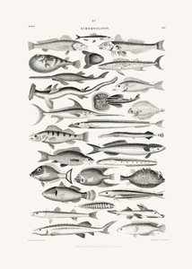 Sealife I af Oliver Goldsmith