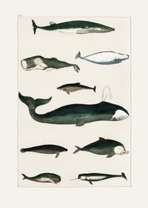 Vintage-plakat med hval af Oliver Goldsmith
