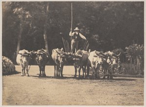 Six Oxen Team med deres chauffør, ca. 1853. af Olympe Aguado