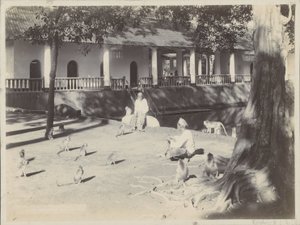 Indiske mænd med aber i en gård ved et vand, muligvis i Surabaya