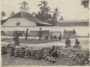 Mænd og kvinder forbereder kopra i Hollandsk Ostindien
