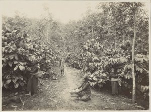 Kvinder på arbejde på en plantage i Hollandsk Ostindien