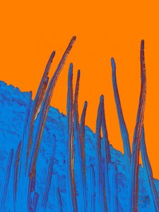 Blå kaktus, orange himmel af Osvaldo Russo