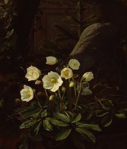 Hellebores in a Rockery (olie på lærred)