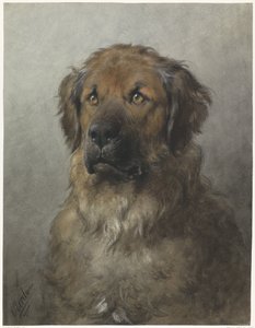 Leder af en Leonberger Leder af en Leonberger, forfra