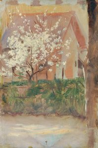 Hvidt blomstrende træ i forhaven