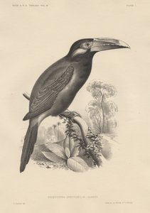 Selenidera Spectabilis, litho af Bowen und Co., 1850 af Otto Koehler