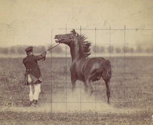 Hest, 1884. af Ottomar Anschütz