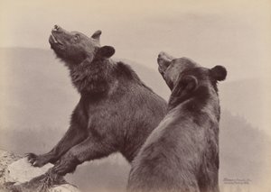 [To bjørne], 1889. af Ottomar Anschütz