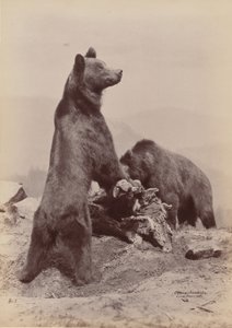 [To bjørne], 1889. af Ottomar Anschütz