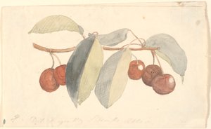 En gren med paradisæbler. af P.C. Skovgaard